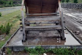 Kamelyalar Belediye Tarafından Kesildi