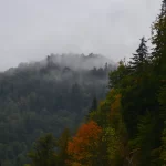 Türkiye\'nin Ormanları