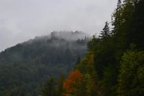 Türkiye\'nin Ormanları