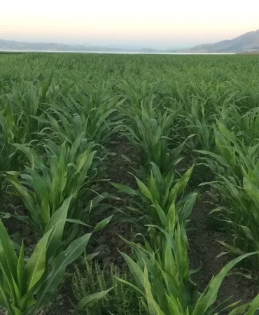 Elazığ Ovası