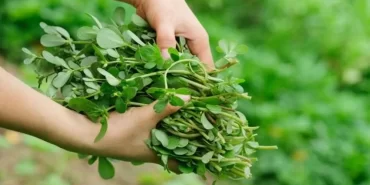 Semizotu Nedir? Ne İşe Yarar?